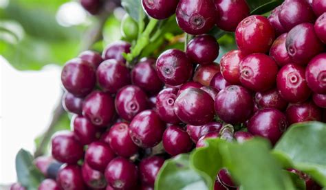 Indian Cherry Robusta